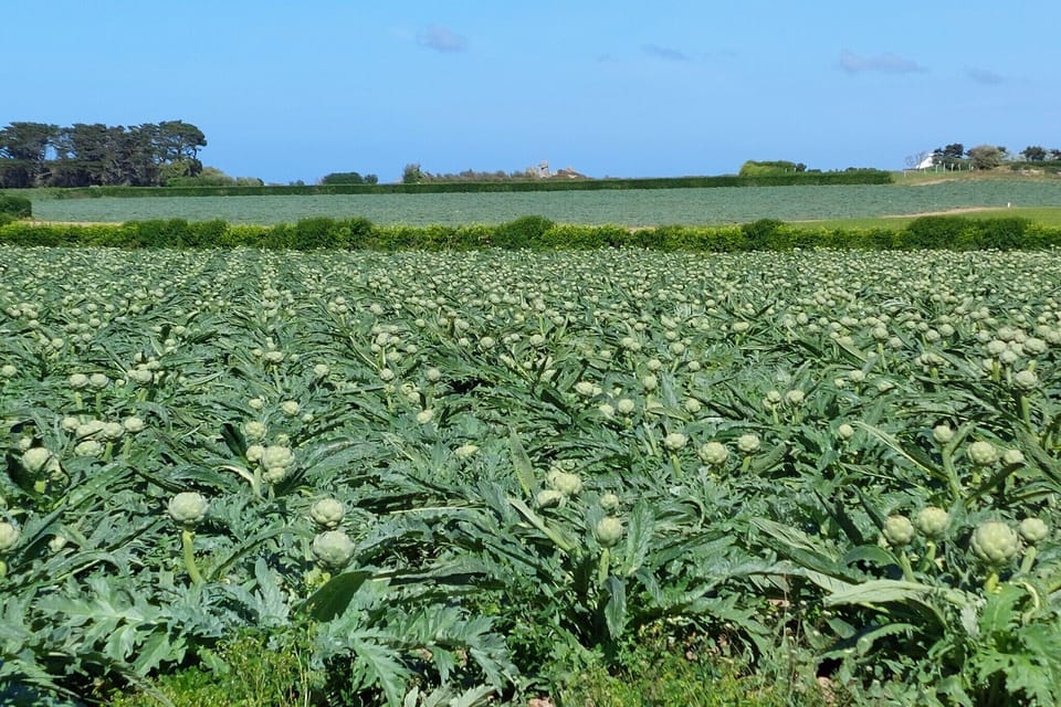Immediate Surroundings [summer] (<1 km)