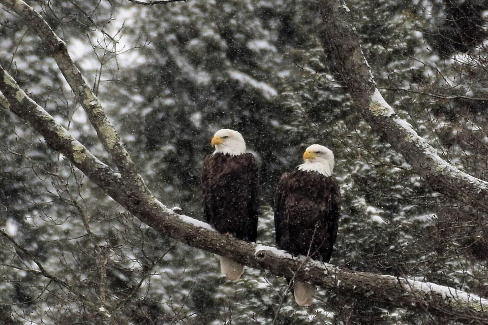 Pair of Clarion River Eagles