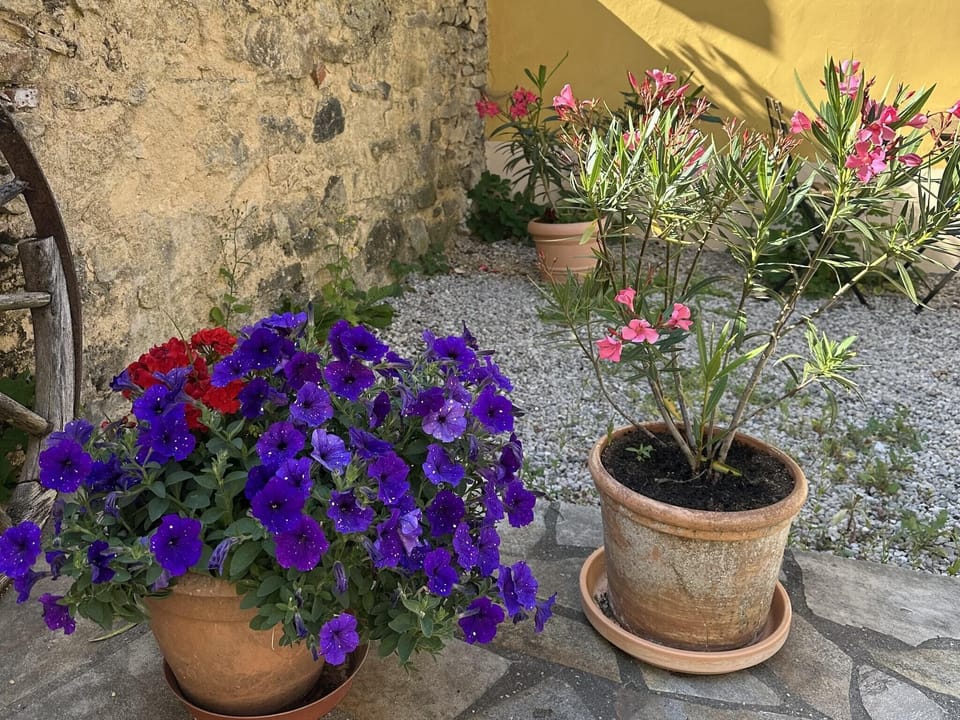 Garden [summer]