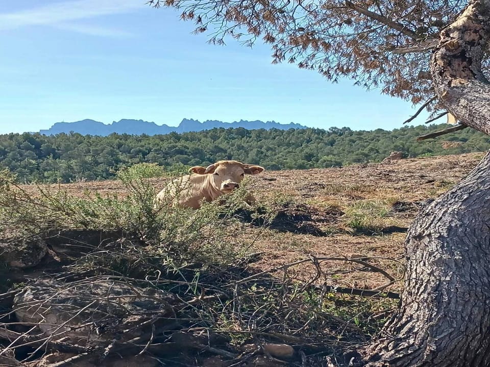Immediate Surroundings [summer] (<1 km)