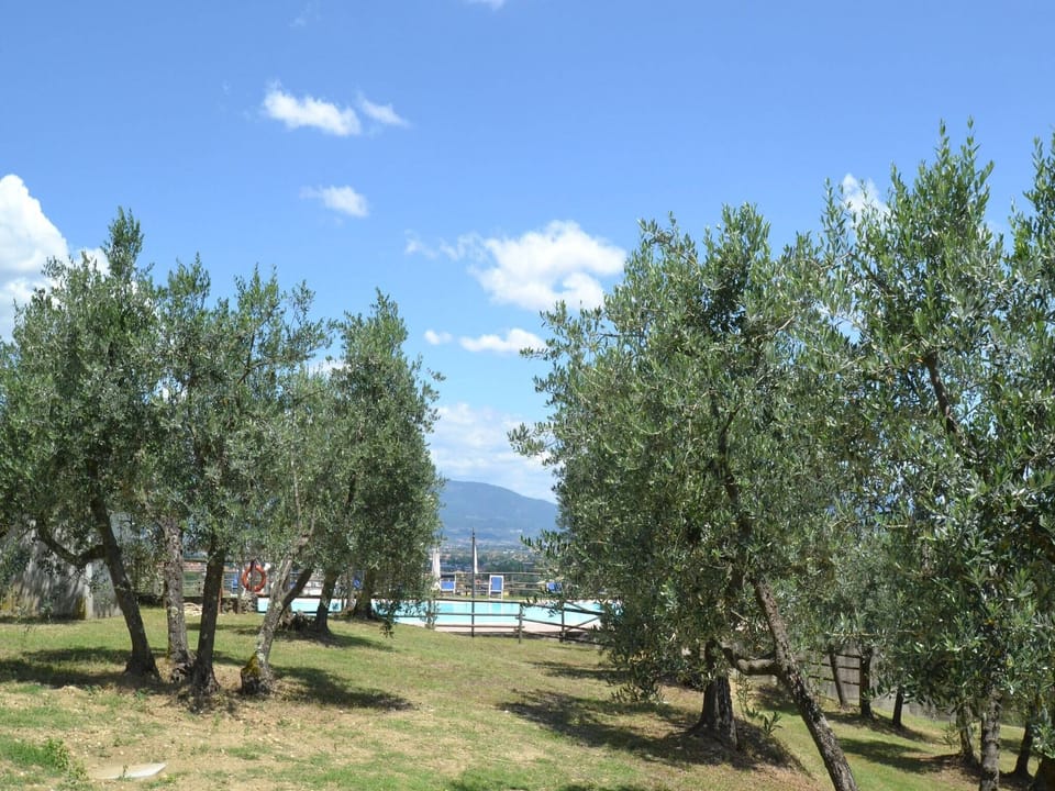 Garden [summer]