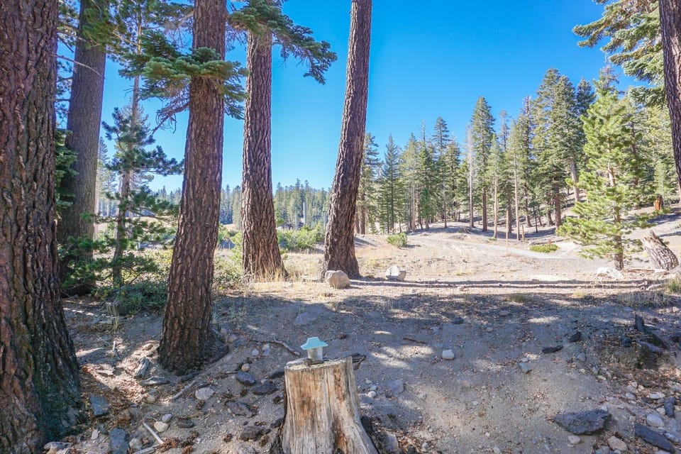 Tree, Fir, Tree Trunk, Ground