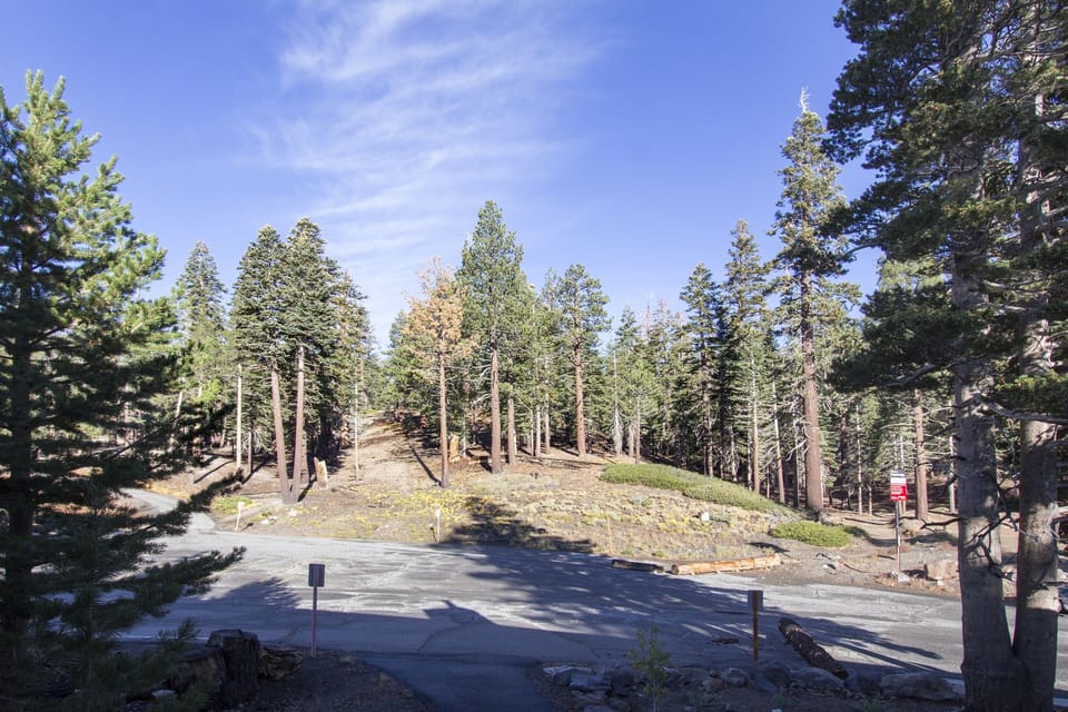 Tree, Fir, Outdoors, Nature