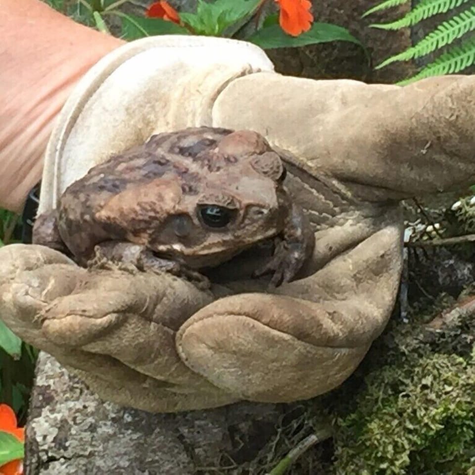 And another frog???