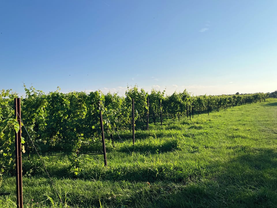 A personalized  tour & tasting at a local vineyard by appointment only to guests