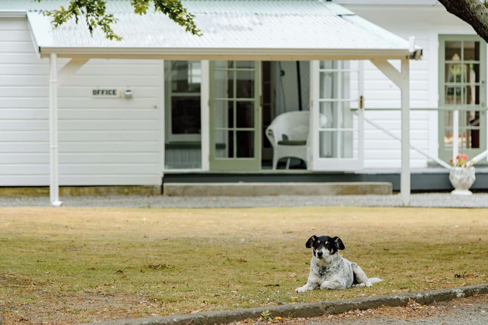 We welcome your family pooch to come join you.