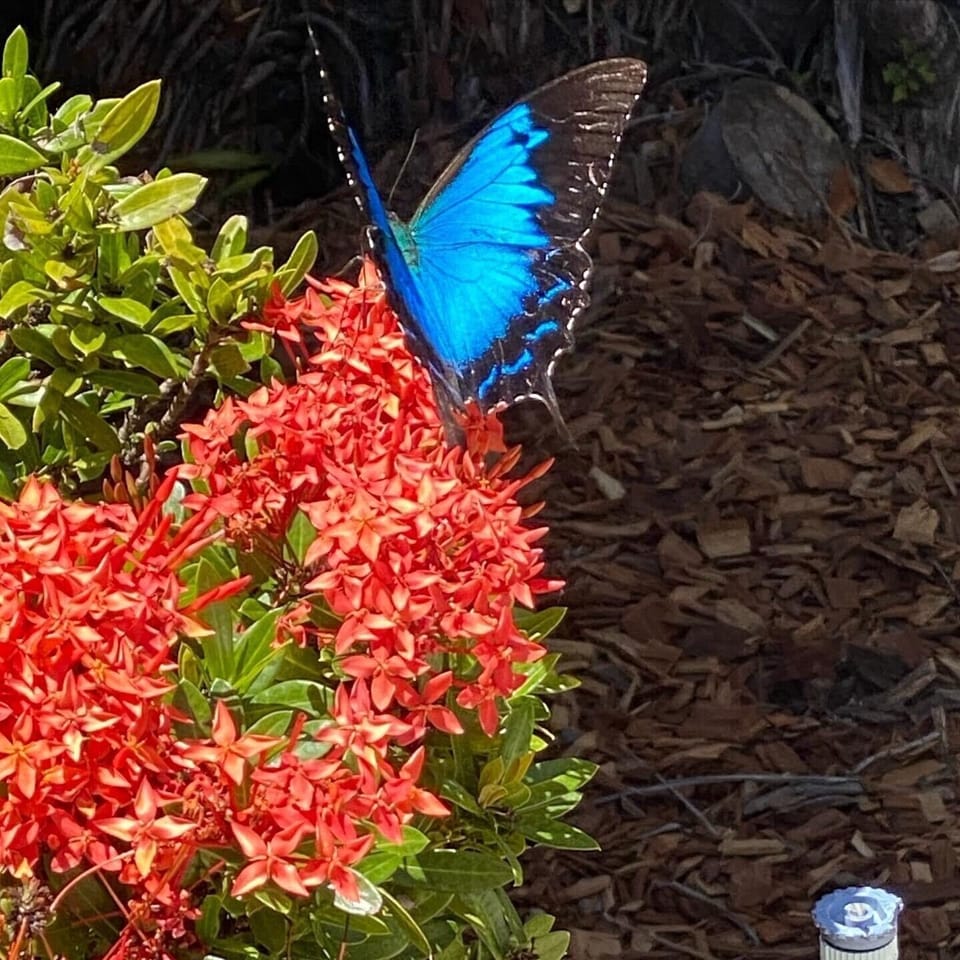 One of our frequent visitors to our rainforest gardens - Ulysses butterfly.
