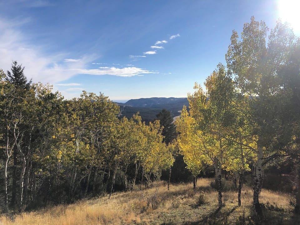 (Downstairs) The backyard has beautiful poplar trees and we often spot chipmunks, deer and even foxes.