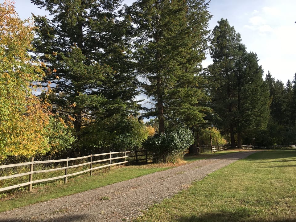 Driveway going up to the house. LARGE front yard which makes it safe for dogs.
