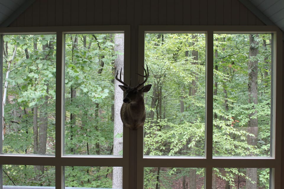The view of the woods from the loft. 