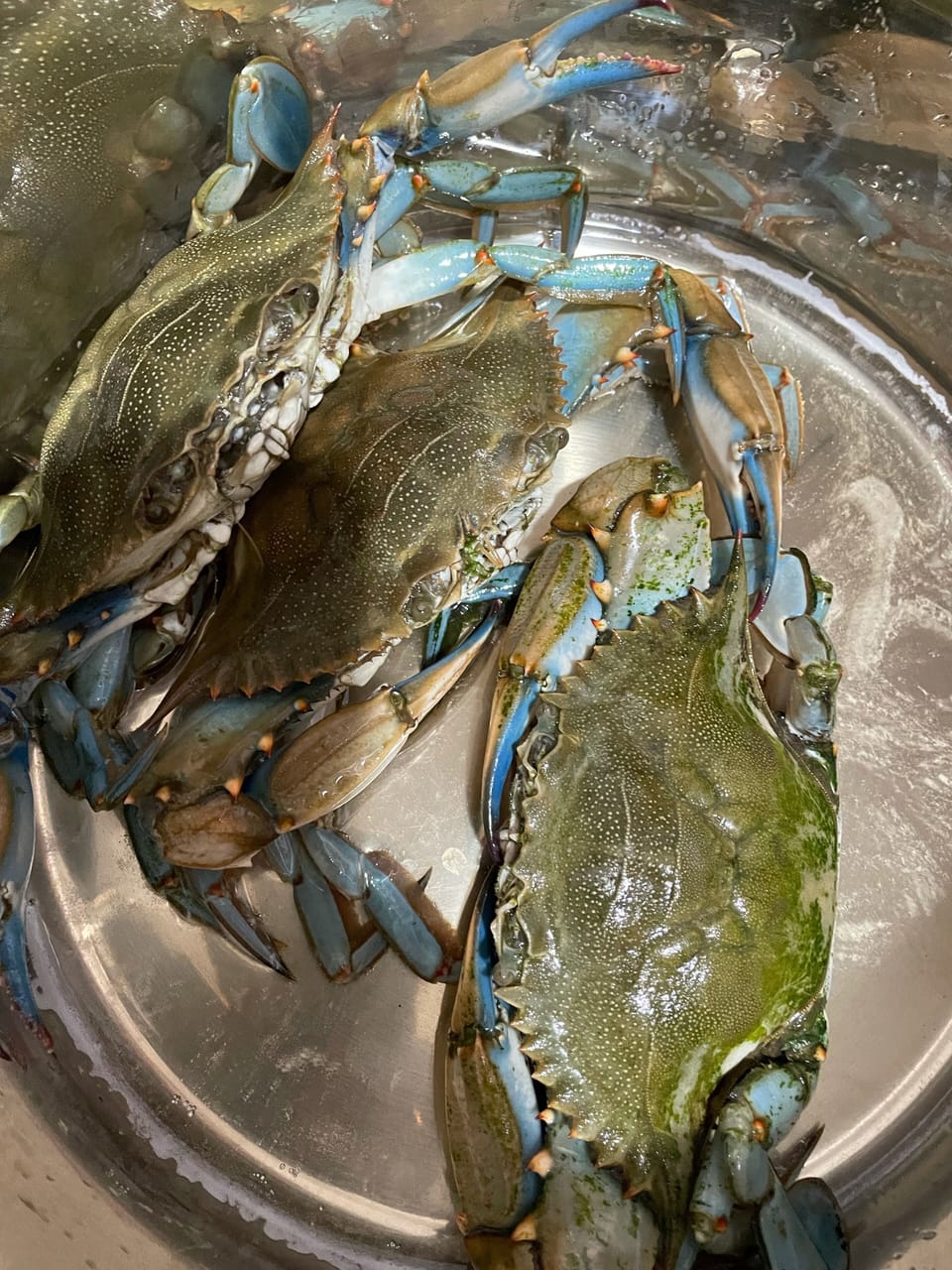 Blue crabs are very popular catch in Surfside and is pretty much all year round.