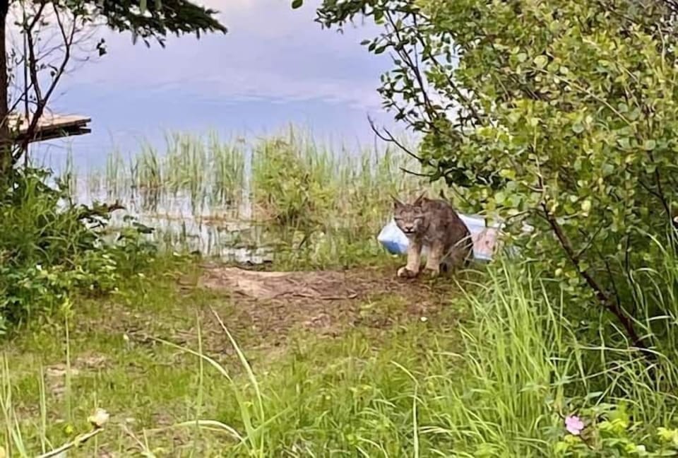 (27) lynx hanging out down by the lake 