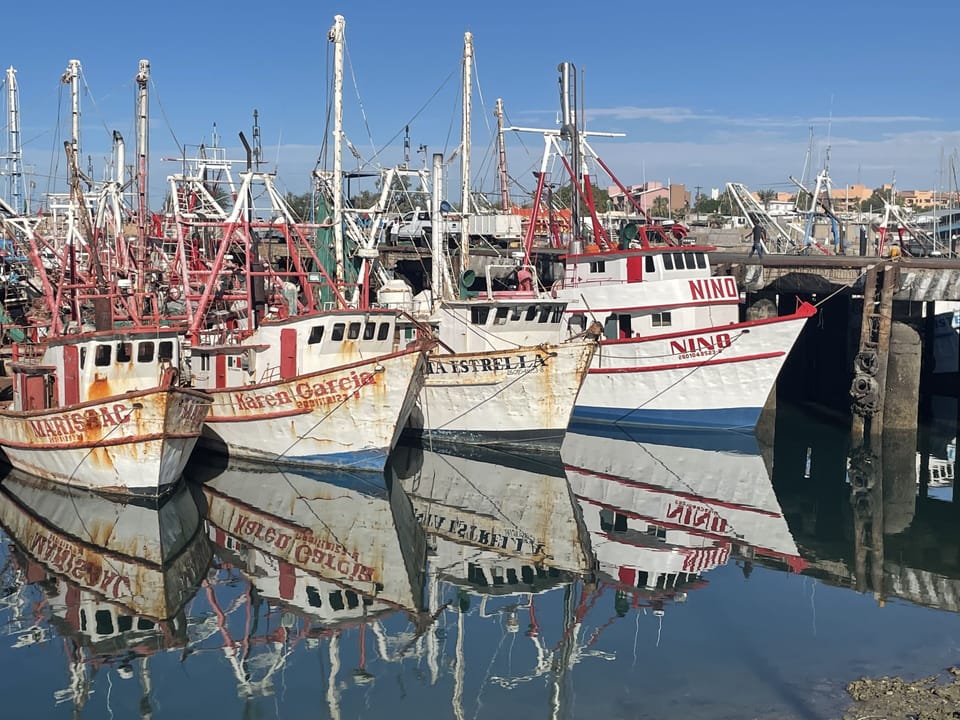 A look at our shrimping fleet right around the corner at the malecon! 