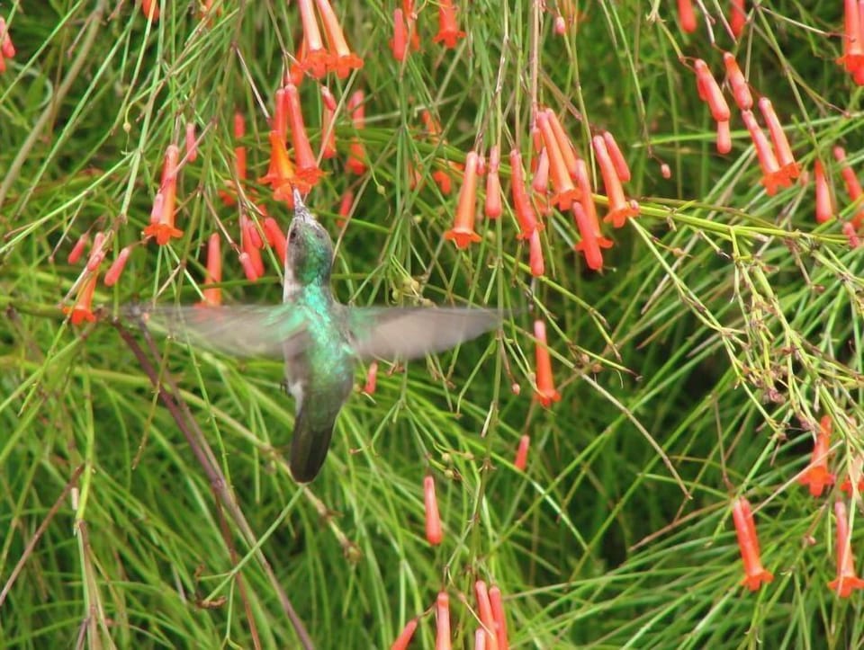 Humming bird 
