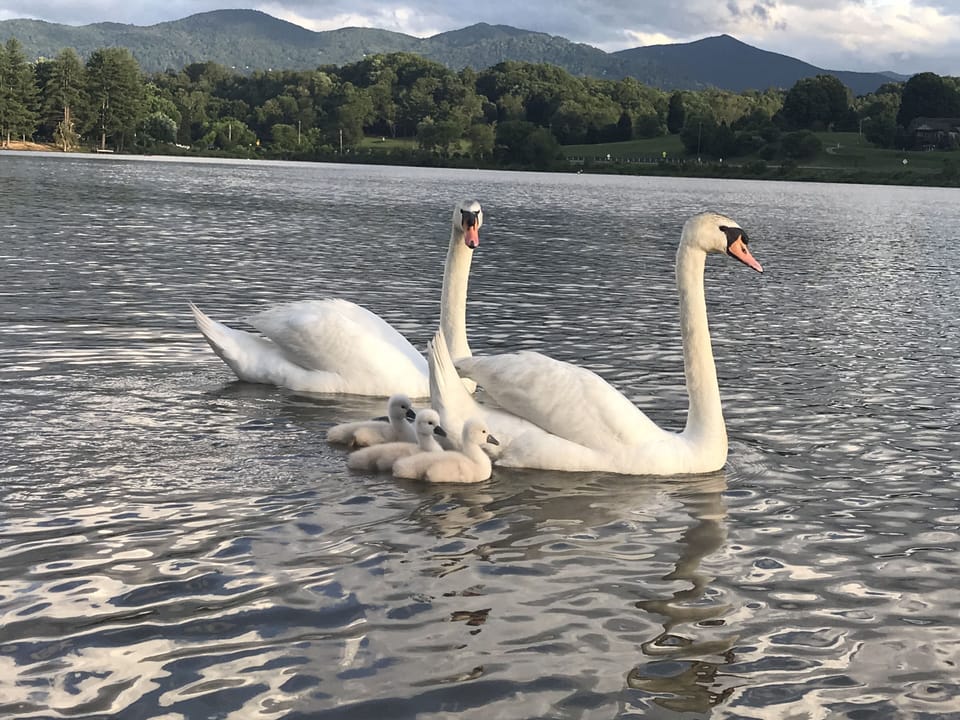 Swans on Lake Junaluska 
