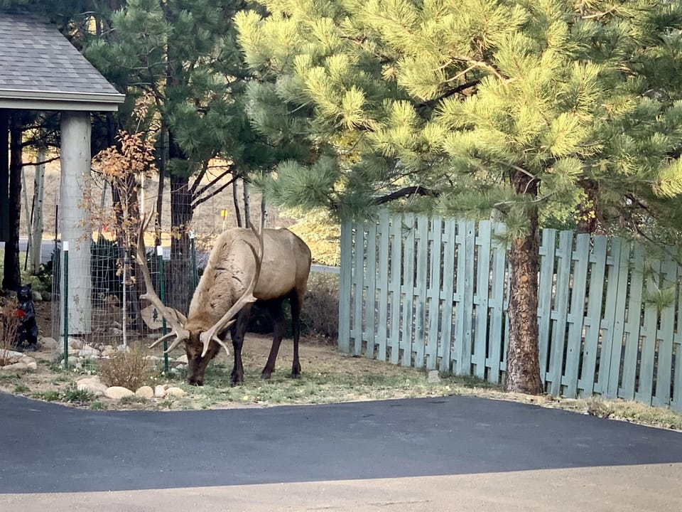 Elk outside the townhome in October. 