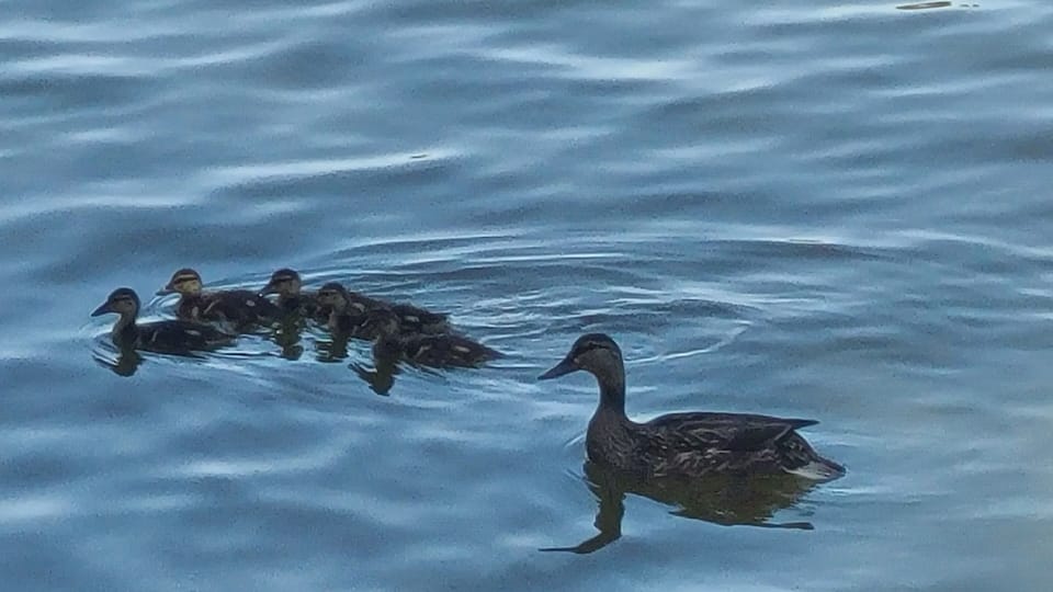 Our new little friends swimming on the lake by the deck.