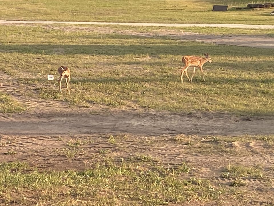 Deer in the yard at the caboose 