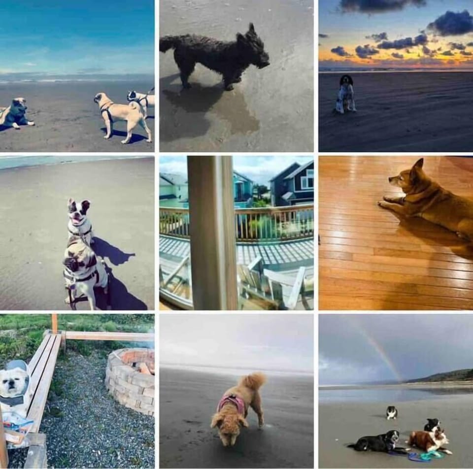 Dog Friendly