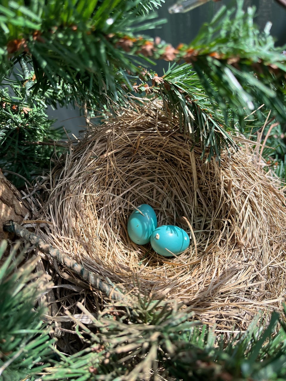 Robins nest on porch