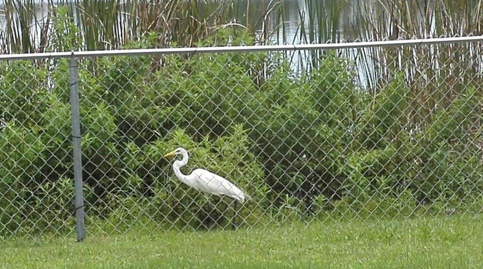 Bird watch