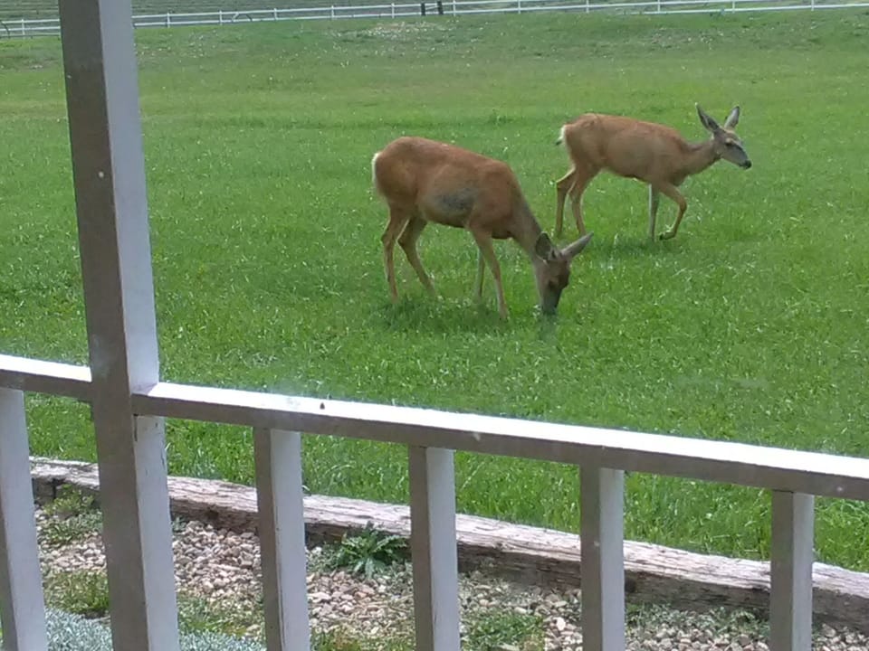 View from property