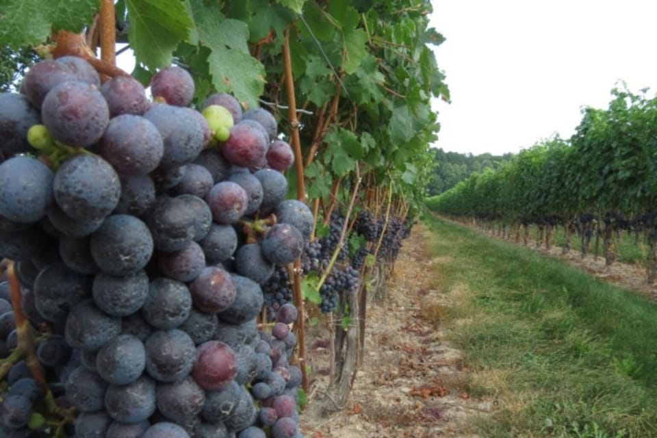 Explore the many vineyards in Niagara-on-the-Lake.JPG