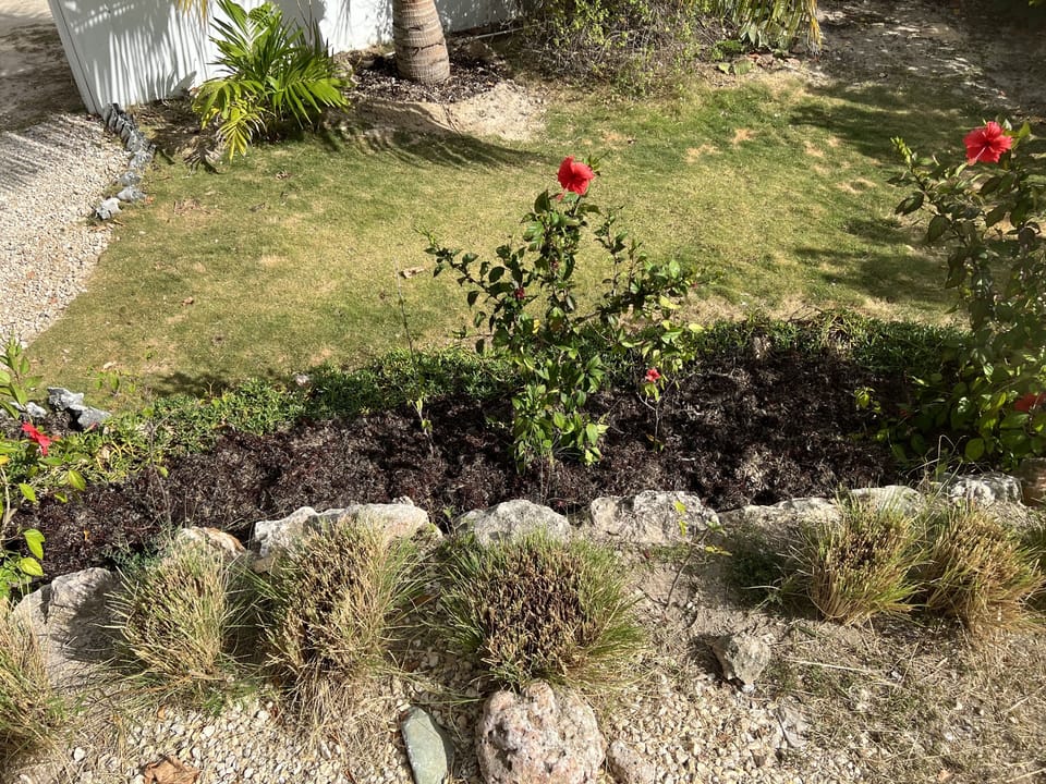 Front garden