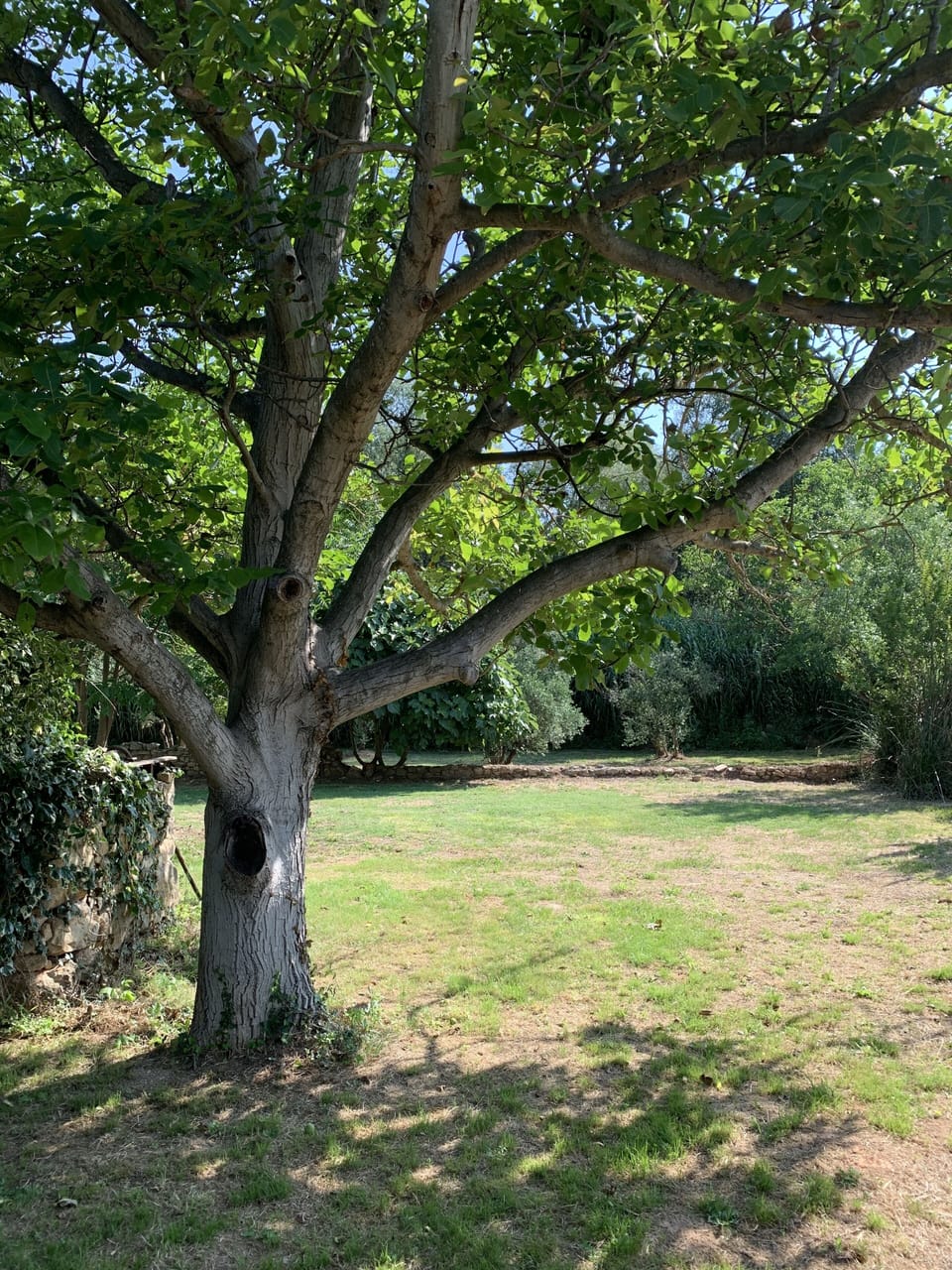 The 'old garden'