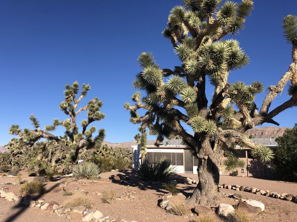 200-300 year old Joshua Trees surround the house
