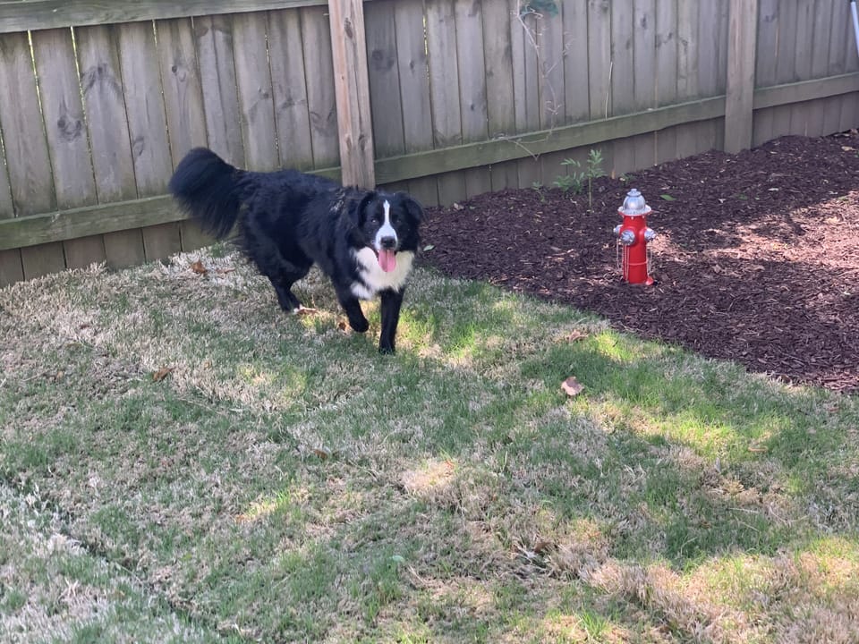 Pet friendly backyard 
