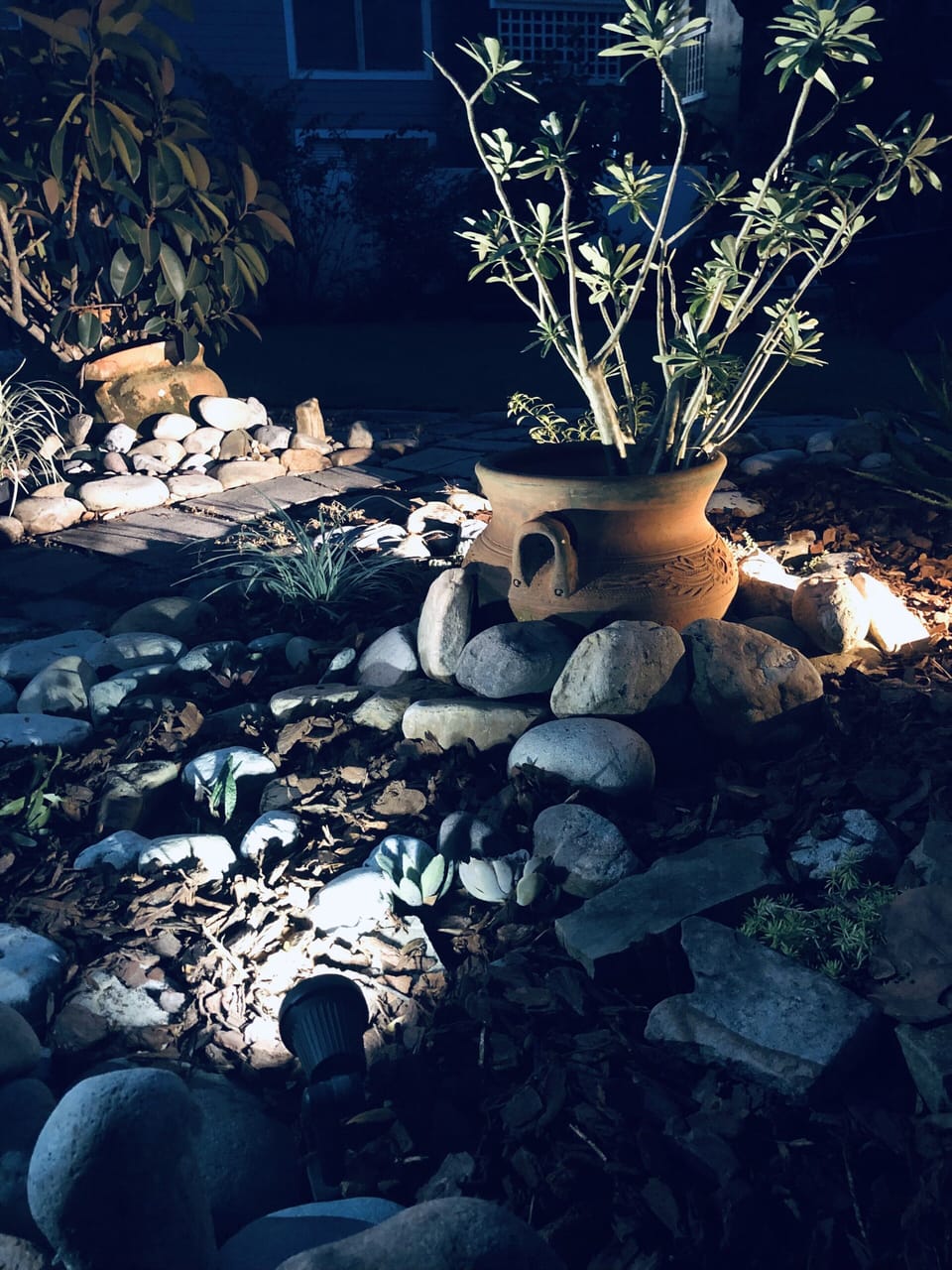 Succulent garden at night