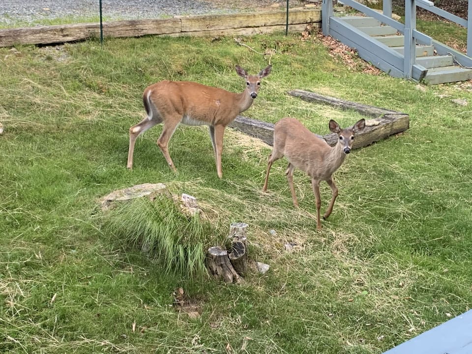 Deer are abundant right outside! 