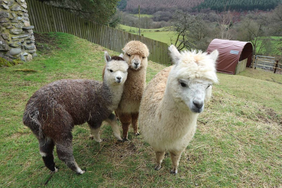 Griffin, Toffee and Ned (the leader!)