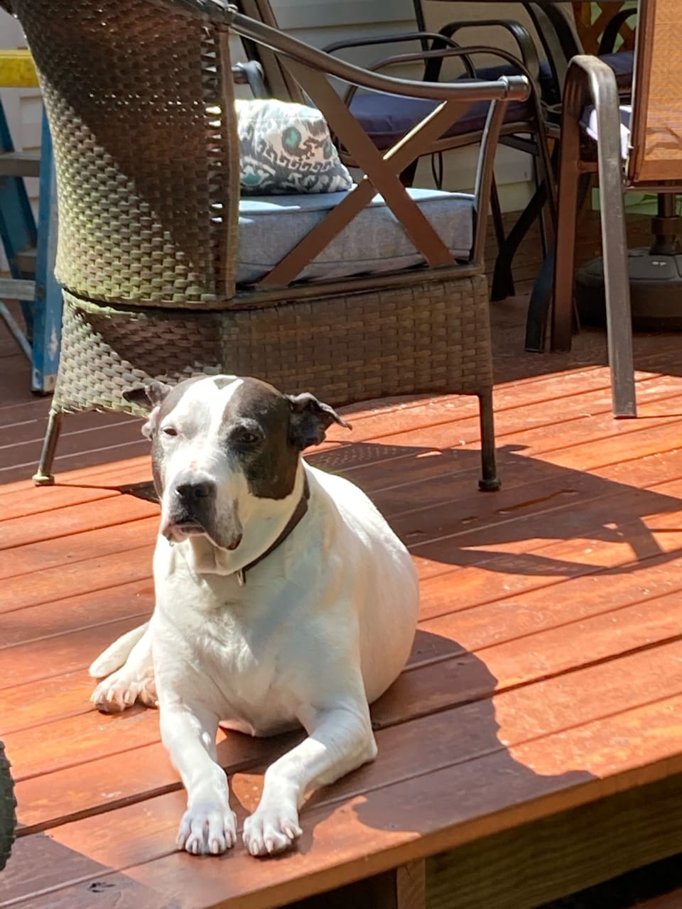 Dogs love it here!
