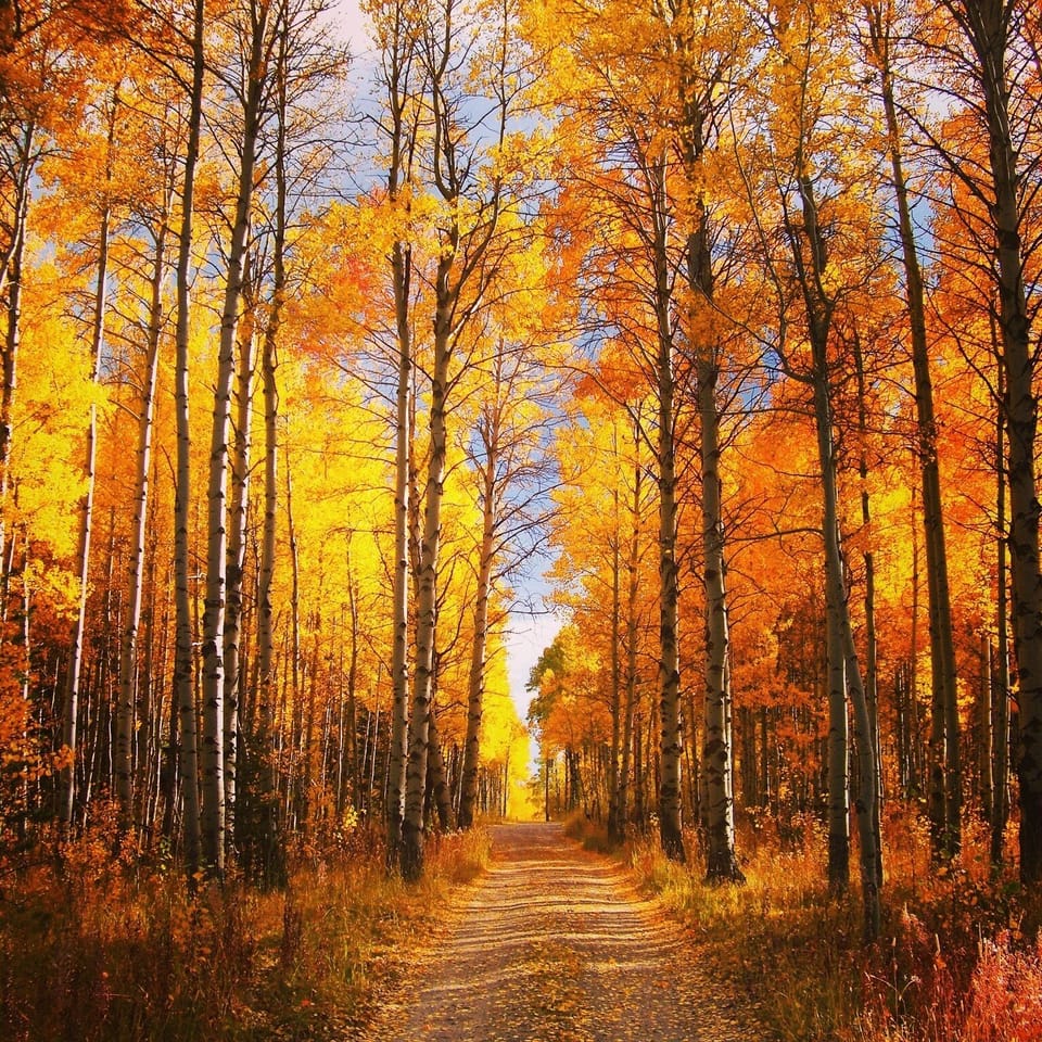 Taken in the neighborhood during fall