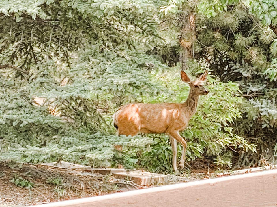 Outdoors life. You never know when you run into the deer. 🦌