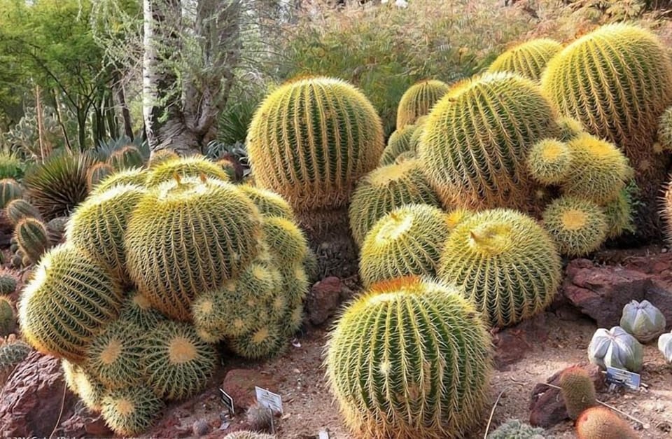 This home is named The Golden Cactus due to these Arizona specific beauties.