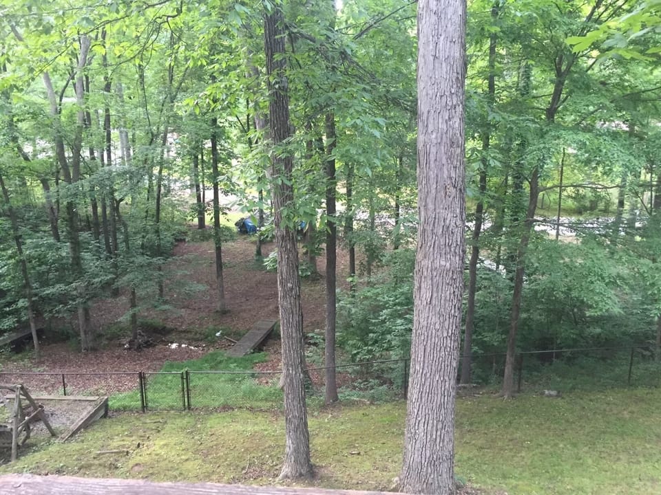 Plenty of shade in this fenced in back yard