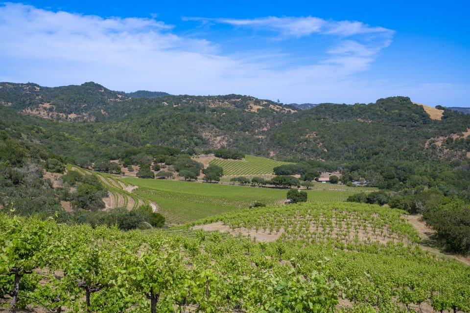 View from The Manor House over spring vineyards