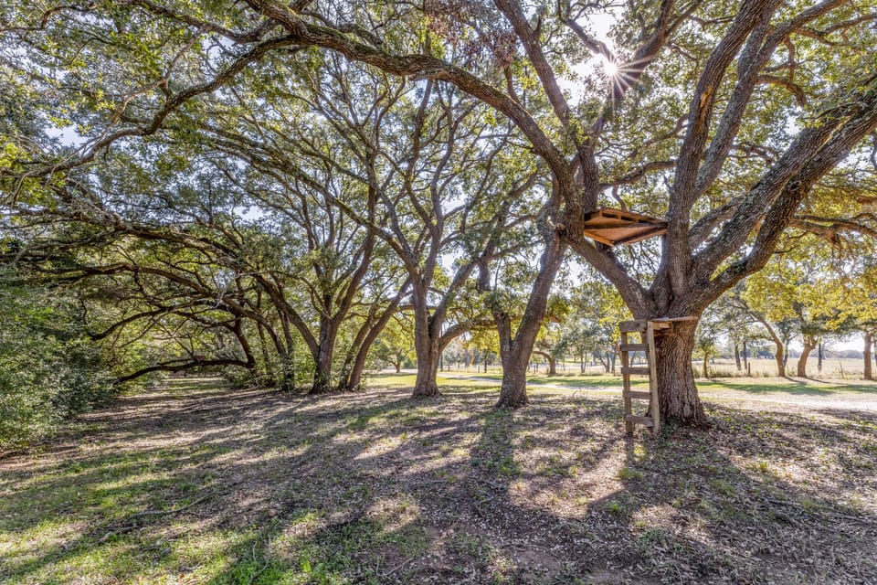 surround yourself in nature with these majestic large oak trees.
