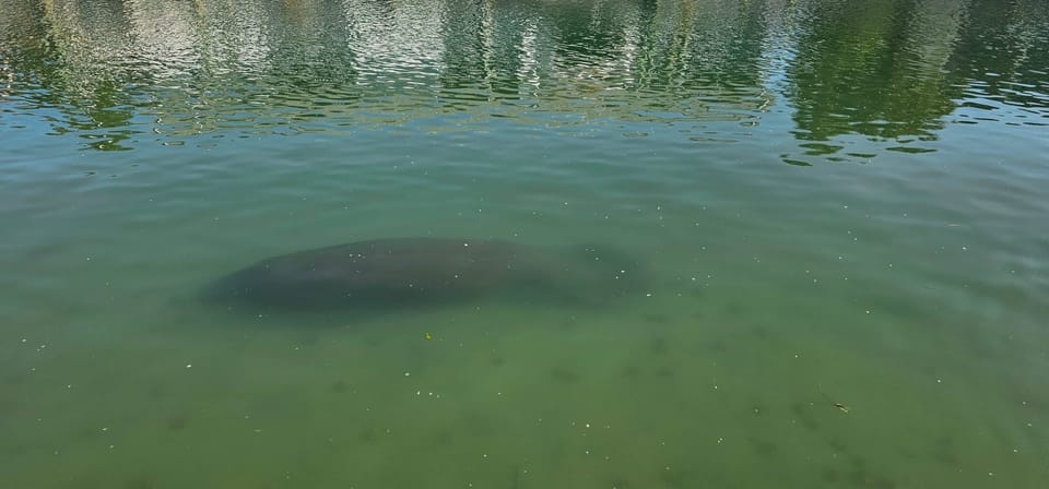 Yes, that’s a manatee. Wildlife sightings happen regularly from the dock.