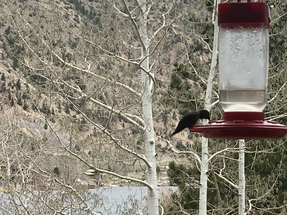 Humming bird heaven