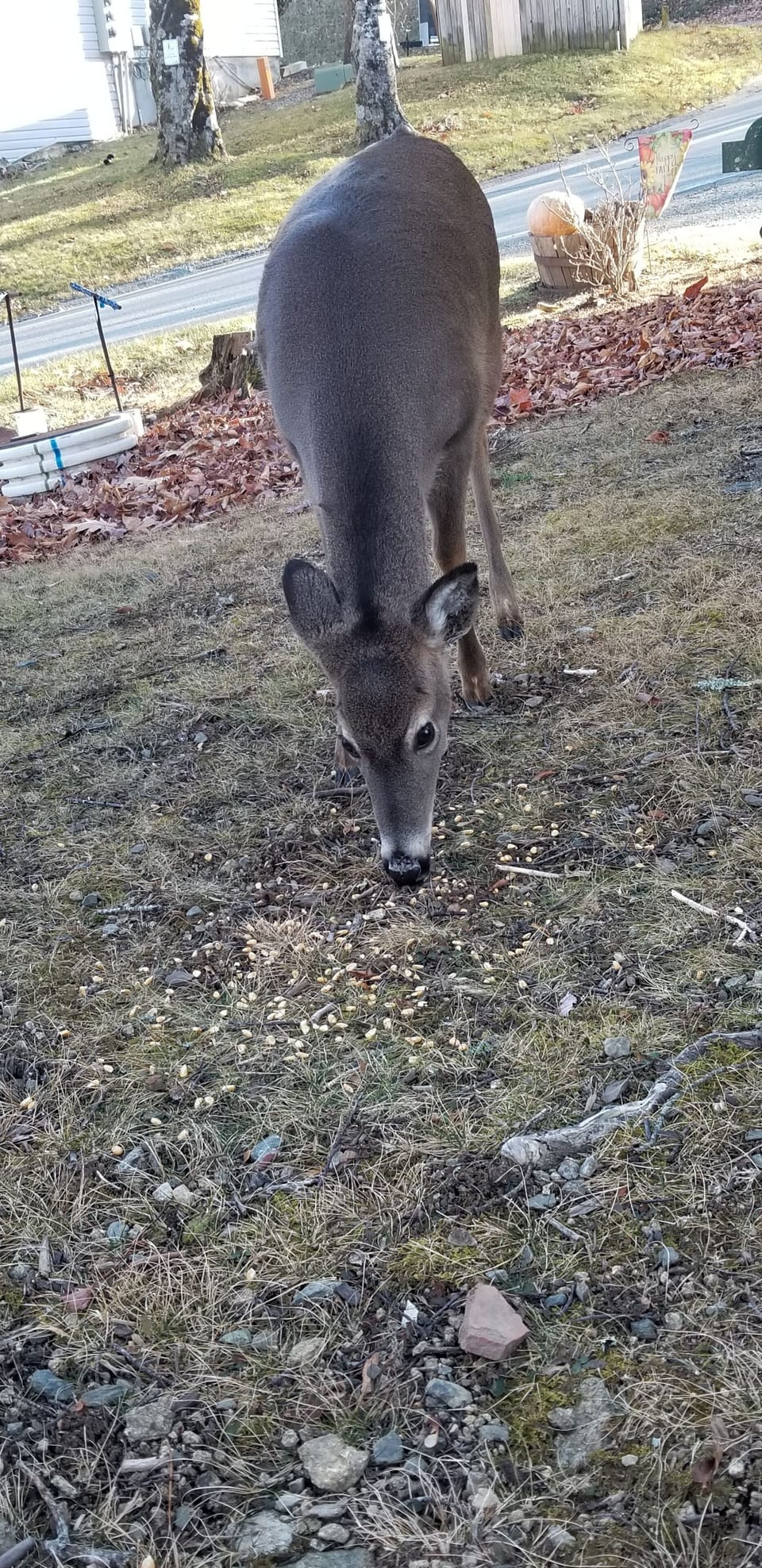 Deer roam the neighborhood
