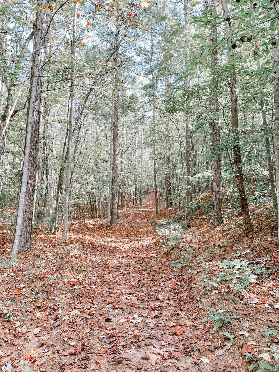 13 miles of walking trails that run through the woods on the edge of property