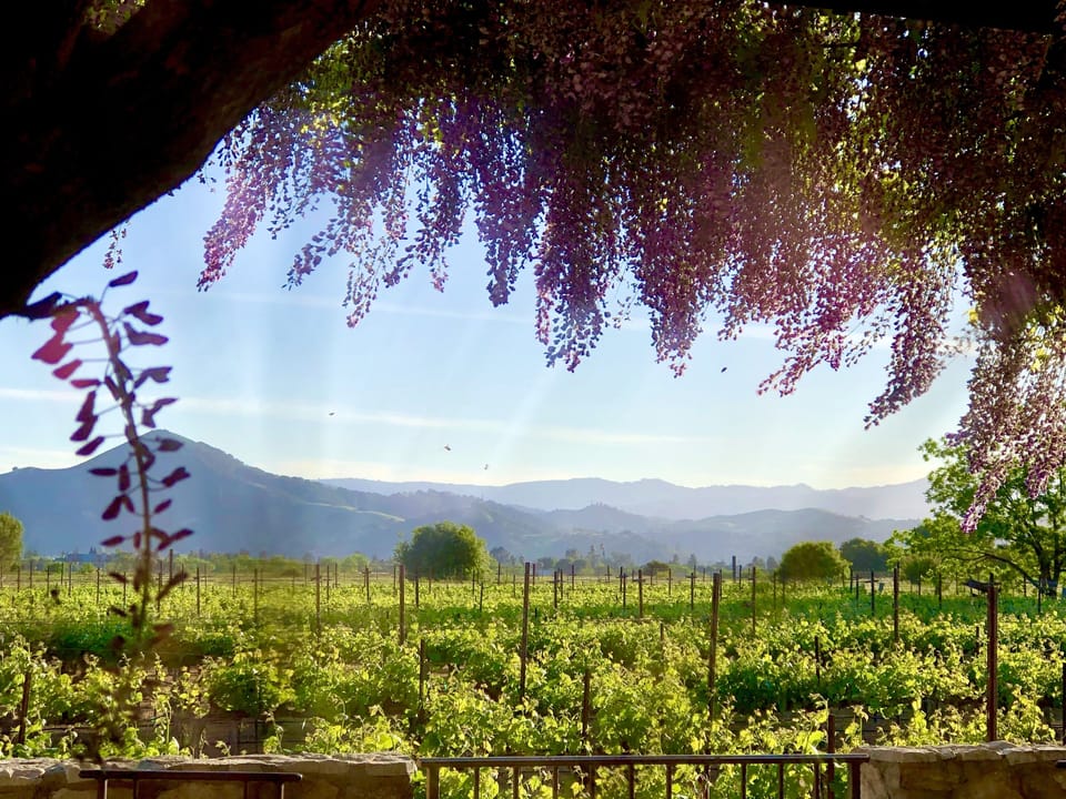 Spectacular views of the mountains over the vines towards the sunset