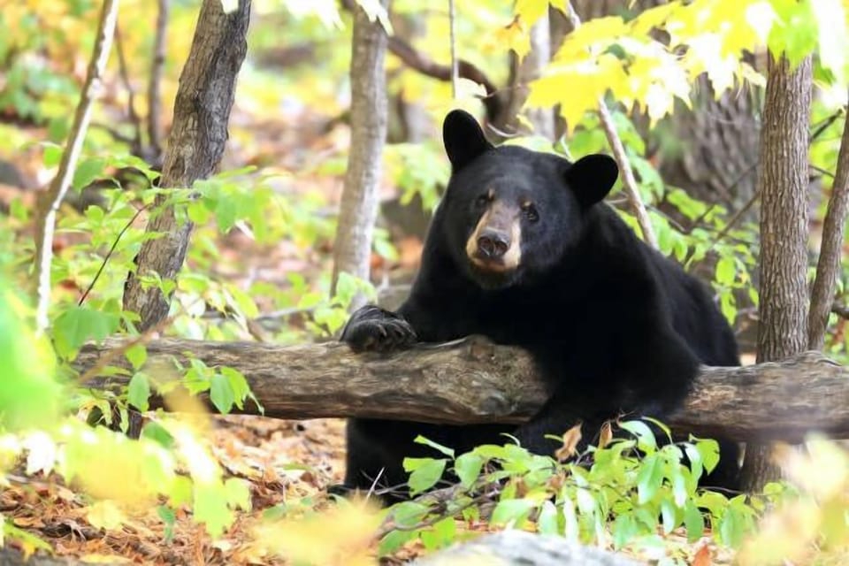 Smoky Mtn Bear