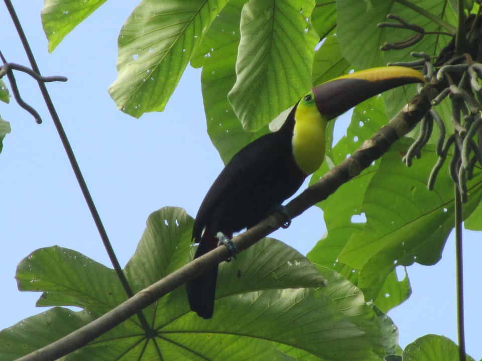 Scarlet Macaws, toucans, hawks are common visitors in the trees.