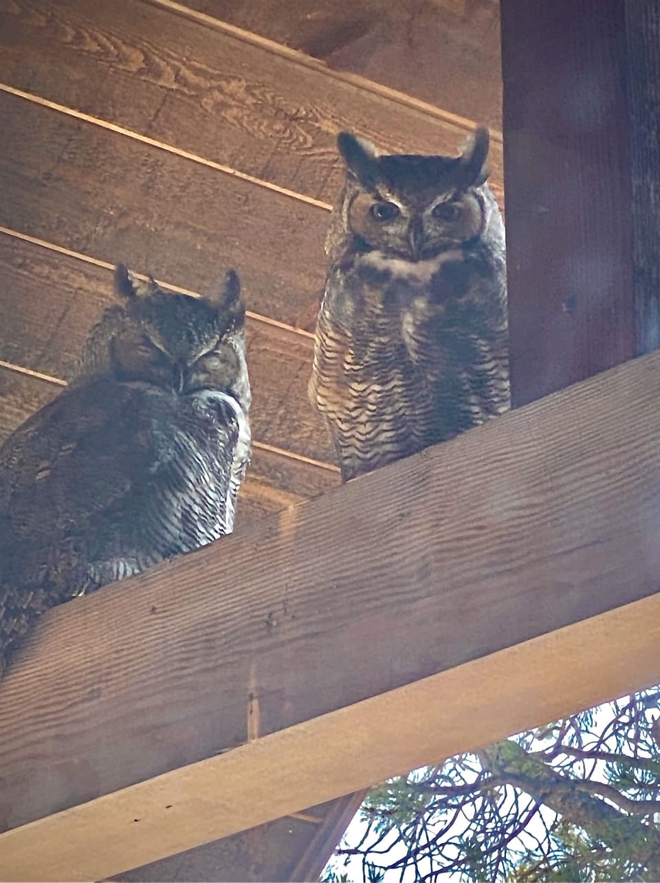 Great Horned owls on south porch