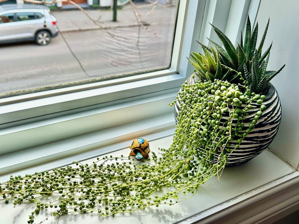 View from the living